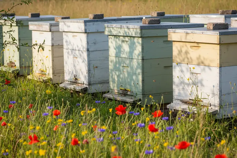 Bienenstöcke auf einer Sommerwiese mit Wildblumen