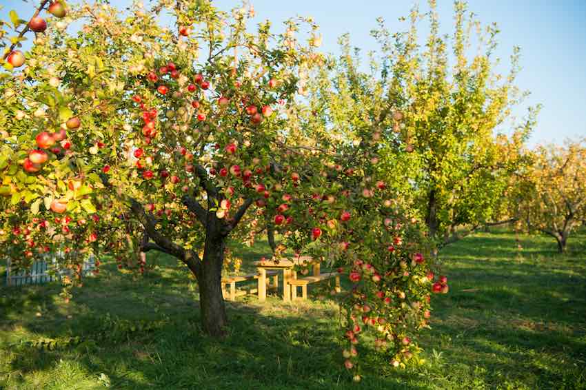 Auf einem Drittel der verfügbaren Anbaufläche sollte Obst und Gemüse angebaut werden.