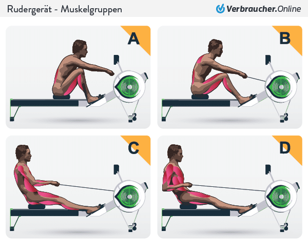 Beim Rudern werden fast alle Muskelgruppen trainiert.