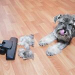 Dyson v10 Animal Test: Der beste Staubsauger für Tierhaare? Welcher Staubsauger für Tierhaare ist wirklich empfehlenswert?